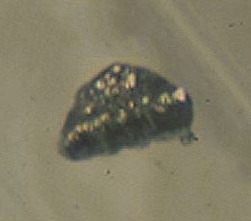 File:Curium.jpg