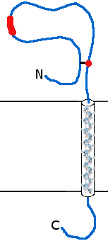 File:Sodium channel beta GEFS plus.png