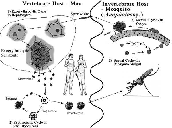 File:Plasmodium Life.gif