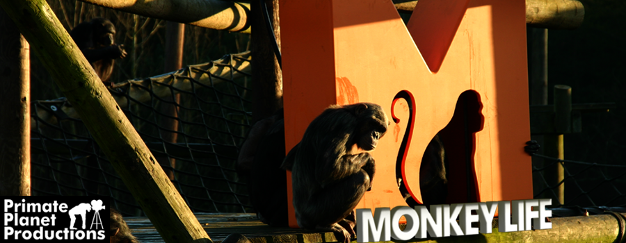 File:Monkey Life Image.png