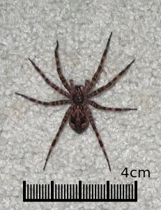 File:Homespider02.jpg