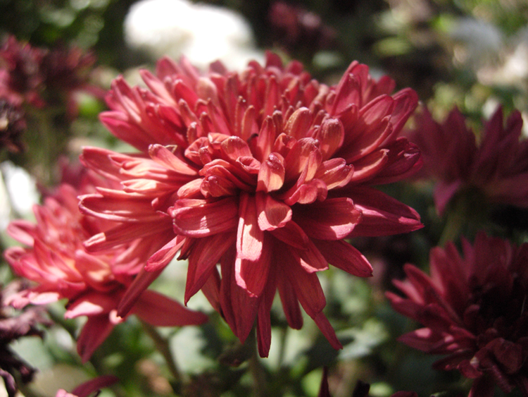 File:Maroon Mums.jpg