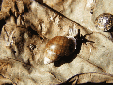File:Partula labrusca.png
