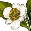Thumbnail for version as of 08:20, 27 January 2007