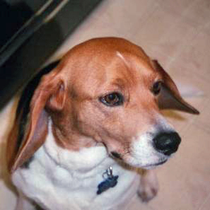 File:Beagle in profile.jpg