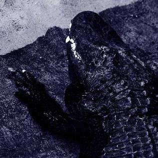File:Album avi cover.jpg