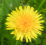 File:Small dandelion.png