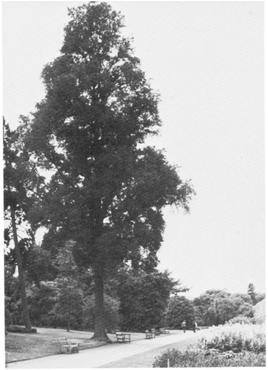 File:Ulmus campestris cornubiensis spath.jpg