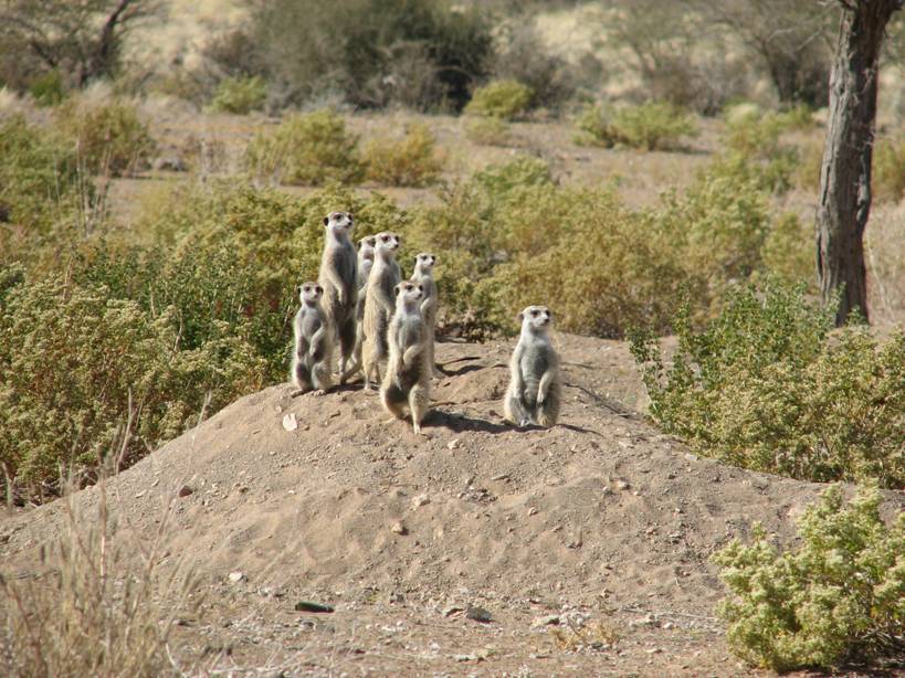 File:SAC Namibia-meercats.jpg