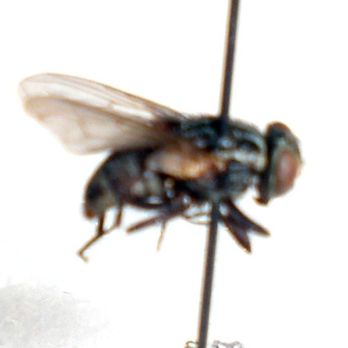 File:S.nudiseta.jpg
