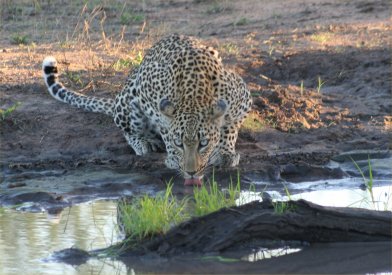 File:Leopard drinking 1 1.jpg