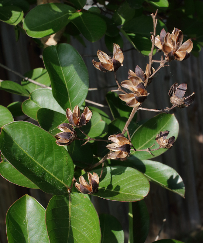 File:Plant with open dried fruits.jpg