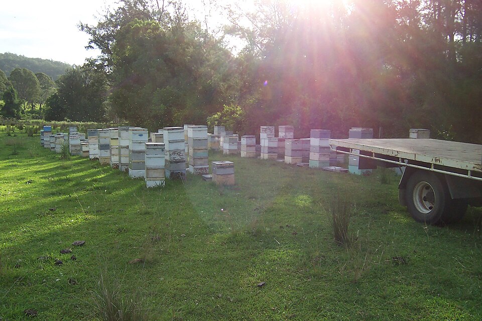 File:BeeHivesinField.JPG