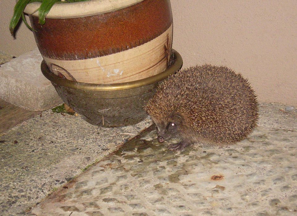 File:Hedgehog at night.JPG