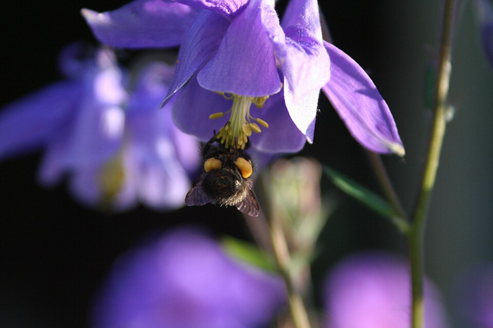 File:Beebee.JPG