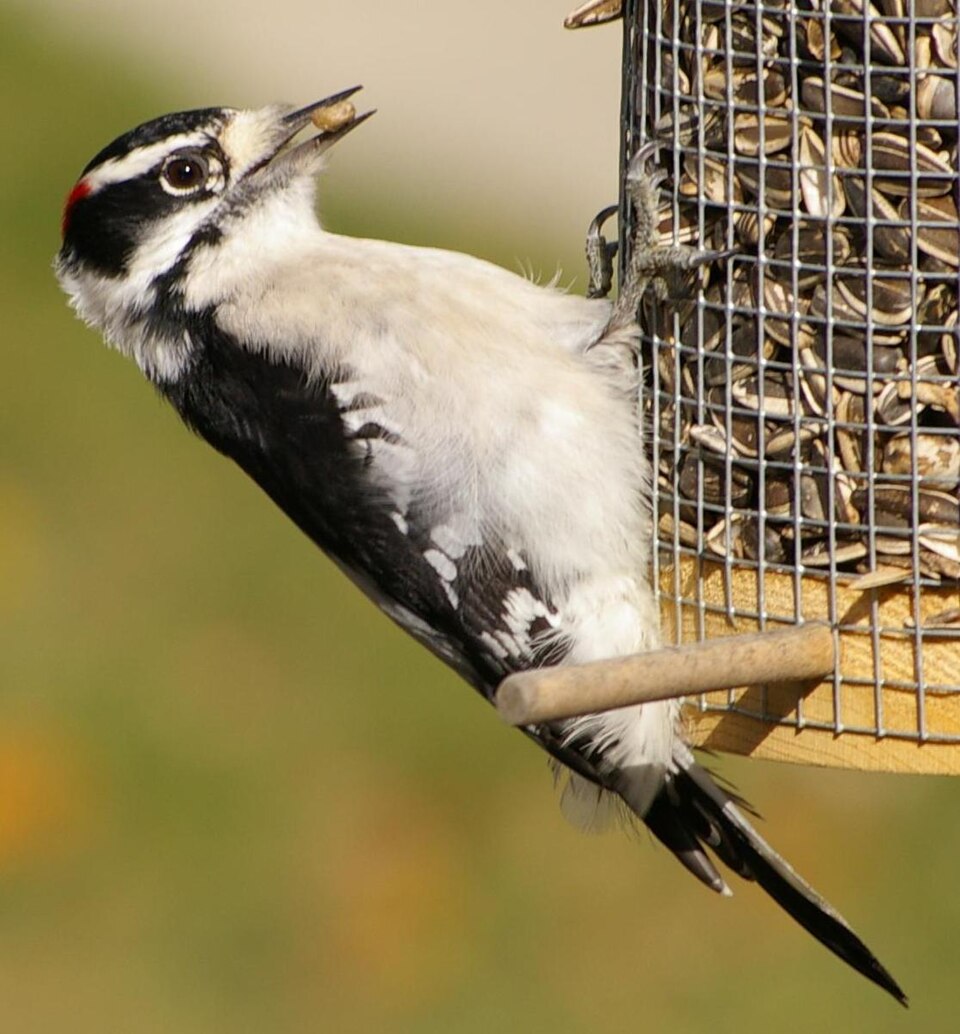 File:Downy Woodpecker2 Cropped.jpg