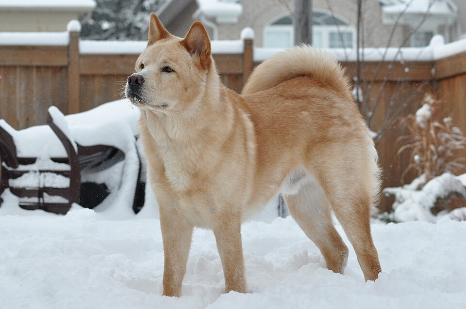 File:Kujo on snowday 2011.JPG