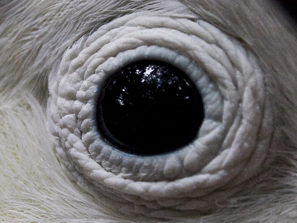 File:Cockatoo eye.jpg