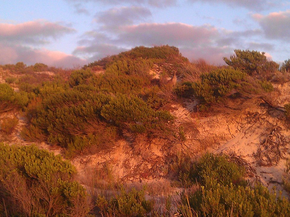 File:Lincoln NP Kangaroo.jpg