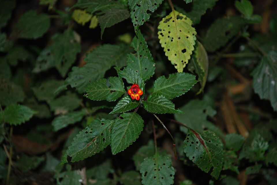 File:Impatiens kilimanjiari big.JPG