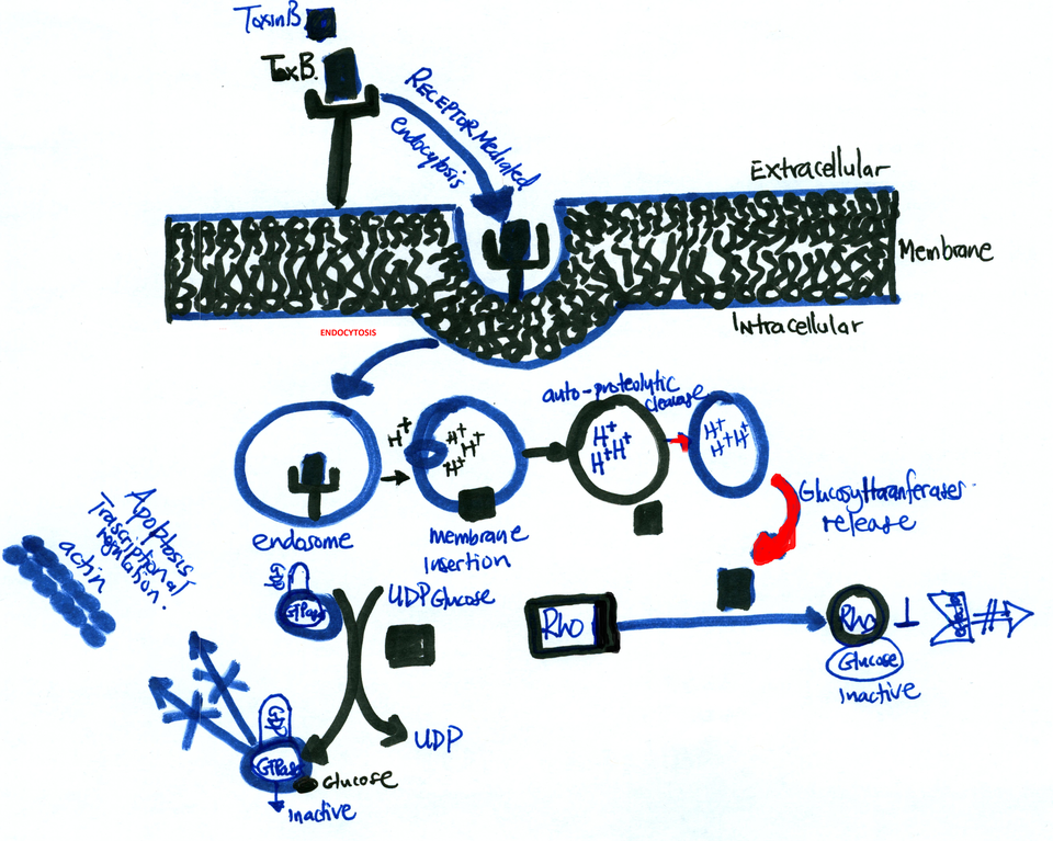 File:Intracellular modification by TcdB.png