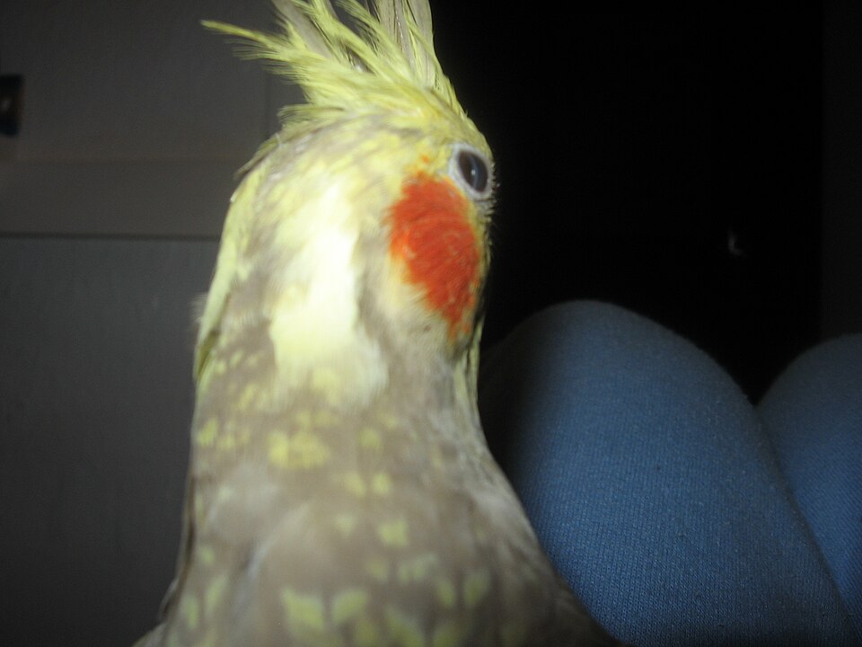 File:Sunny'snictitatingmembrane.JPG