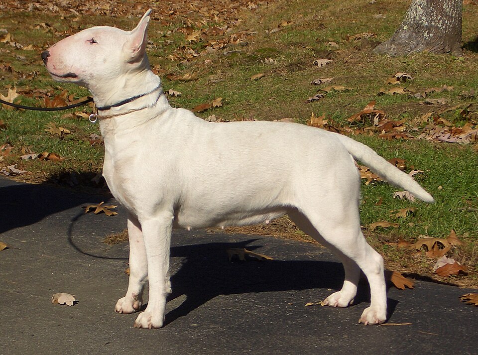 File:White bull terrier.jpg