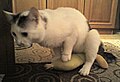 Fetishist tomcat