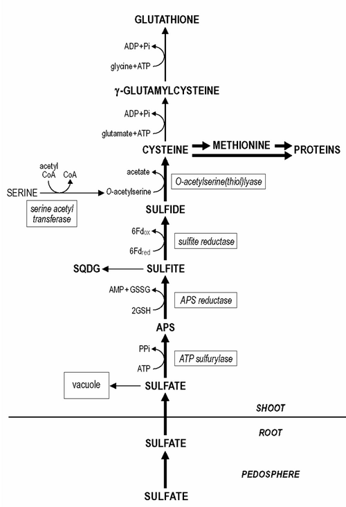 File:Sulfur assimilation.png