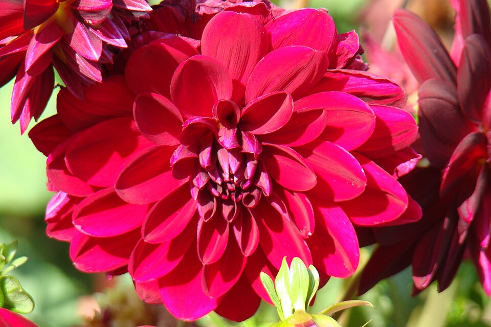 File:Azalia, blooming lovely.JPG
