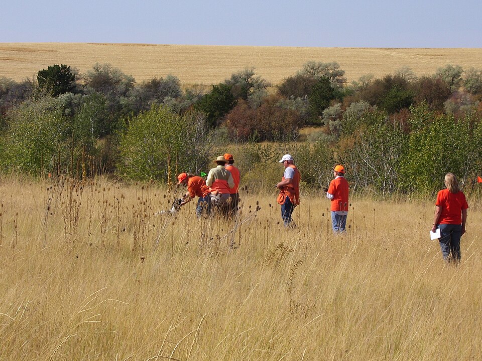 File:Spaniel Field Trial.jpg