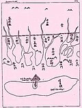 Thumbnail for version as of 21:48, 20 April 2009