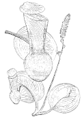 Thumbnail for version as of 17:48, 1 January 2024