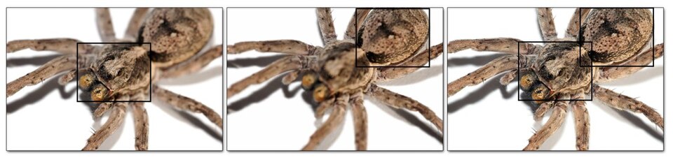 File:Wolf spider focus bracket edit.jpg