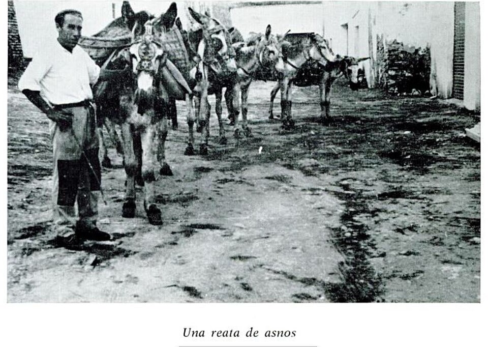 File:Reata de asnos.jpeg