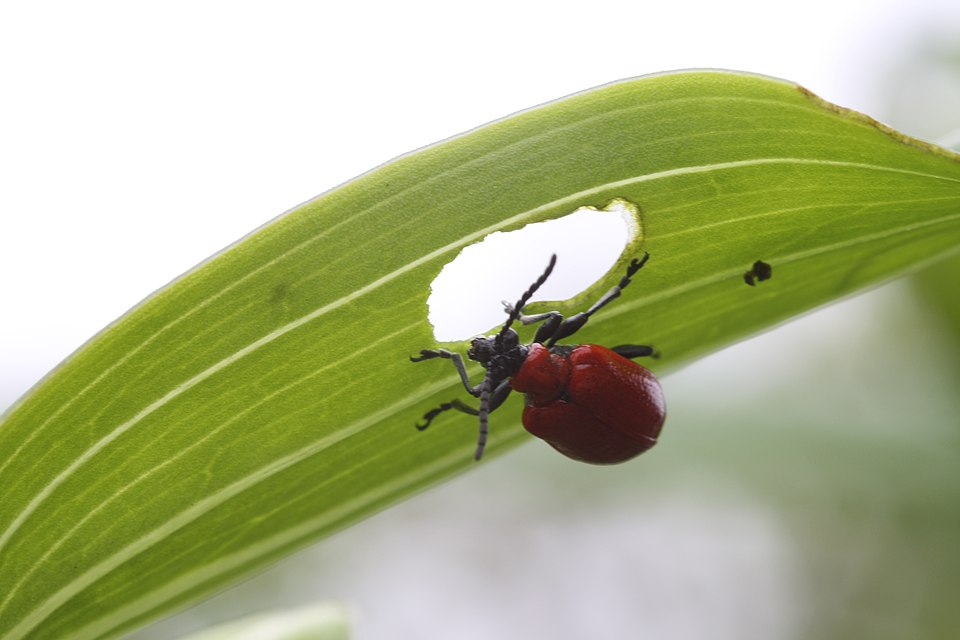 File:Scarlet lily beetle eating leaf.jpg
