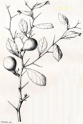 Thumbnail for version as of 06:47, 5 May 2024
