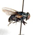 Thumbnail for version as of 00:37, 24 March 2009