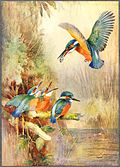 Thumbnail for version as of 21:30, 25 July 2014