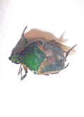 Thumbnail for version as of 02:52, 10 July 2007