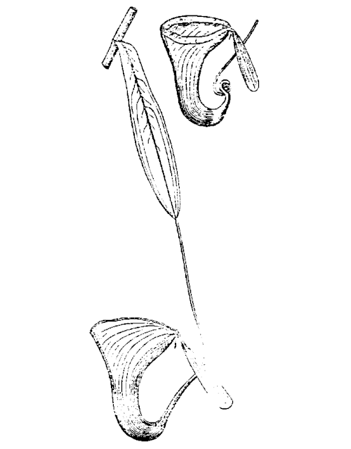 File:Nepenthes dubia.gif